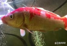 观赏鱼身上溃烂用什么药?观赏鱼身上烂了怎么办?教你轻松解决!