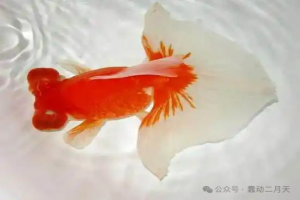 金鱼四大品类之龙种金鱼