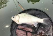 清明后野钓，牢记3不选2时段，新手也能连竿大板鲫！