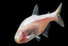 贵阳金线鲃是什么鱼？