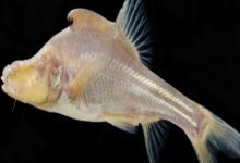 角金线鲃是什么鱼？