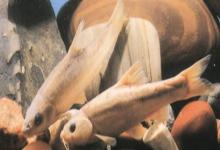 短须金线鲃是什么鱼？