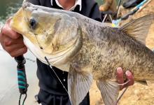 别用夏天那套钓春天的鲢鳙了！记住：钓温不钓位，从离底开始往上找