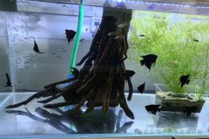 养鱼高手不是会看鱼治病,而是有给鱼断生死的能力,懂得如何取舍