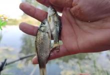 新手必看｜别再傻傻用错饵了！7种鱼的口味偏好一次说清楚