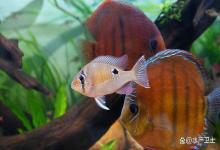 观赏鱼尾巴烂了用什么药治疗？金鱼烂尾病如何防治？简单方法搞定它