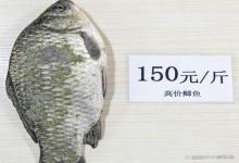 150元一斤的“发霉”鲫鱼，凭什么比普通鲫鱼贵10倍？看完懂了