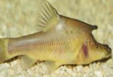驯乐金线鲃是什么鱼？