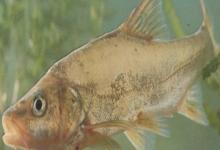 软鳍金线鲃是什么鱼？