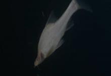 额凸盲金线鲃是什么鱼？