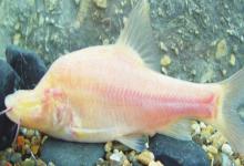 透明金线鲃是什么鱼？