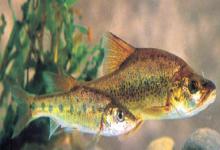 陆良金线鲃是什么鱼？