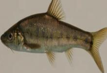 阳宗金线鲃是什么鱼？