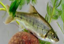 长鳍金线鲃是什么鱼？