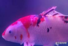 观赏鱼身上长红血斑怎么办?鱼身上有红色的血斑怎么治疗?
