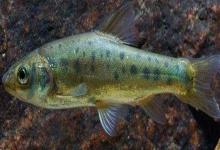阿庐金线鲃是什么鱼？