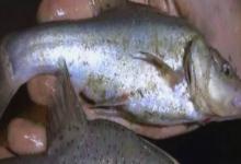 龙山金线鲃是什么鱼？