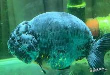 热带鱼身上有白点怎么治？观赏鱼出现白点病如何治疗？干货满满