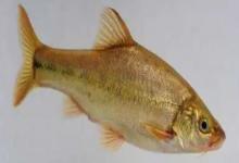 麦田河金线鲃是什么鱼？