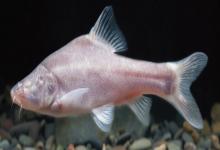 鸭嘴金线鲃是什么鱼？