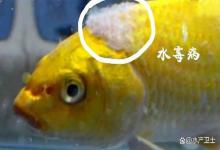 观赏鱼身上长白毛用什么药好得快？观赏鱼身上长白霜怎么办？