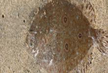 三眼斑鲆是什么鱼？