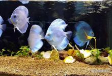 为什么我的鱼缸180天不换水仍保持水体透亮？秘诀在这里