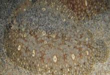 五点斑鲆是什么鱼？