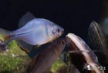 养的鱼鱼鳞片脱落身上溃烂怎么办？鱼生病了身上开始腐烂怎么办？