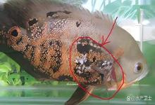 鱼缸里的鱼掉鳞片是怎么回事啊？别不当回事！4 个核心诱因   解决方法，救鱼要及时