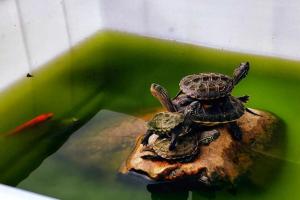 龟的生存密码:水质、温度、食物,一个不对全白费