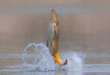 风向决定鱼口！难怪你总是空军，这3个“死亡风向”千万别碰