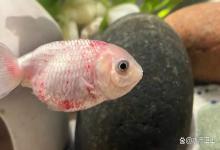 鱼缸硝化系统崩溃了怎么办？鱼缸硝化系统崩溃鱼要清空吗？