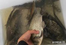 红虫一用就闹小鱼？春钓大板鲫，换这2种土饵，大板鲫抢着咬钩！
