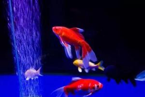 让观赏鱼不药而愈的9个方法，你值得拥有！~