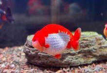 刚换完水鱼缸更浑还死鱼？90% 鱼友都中招，原来是硝化系统崩溃了！