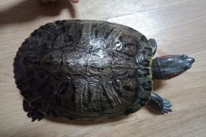 腐皮白眼又来了！春季养龟防病三板斧