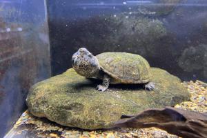 蛋龟为啥这么火？是炒作还是真香？揭秘“龟圈顶流”的魔力