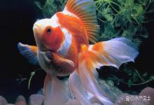 金鱼尾巴充血烂尾是怎么回事？金鱼尾巴充血发红怎么治？解答来了