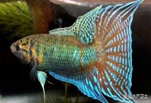 鱼烂尾烂鳍用亚甲基蓝可以吗？金鱼烂尾巴烂鳍用什么药最合适？