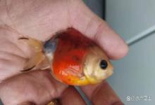 观赏鱼鱼鳃发红怎么治？鱼缸鱼病治疗的注意事项有哪些？新手速看