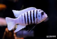 锦鲤鱼眼睛外凸特别大怎么治？锦鲤突眼了怎么办，能自愈吗？