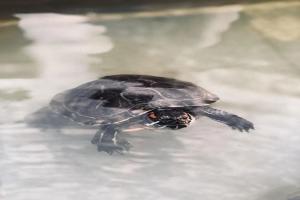 乌龟浮水不一定是肺炎!先排查这三种可能