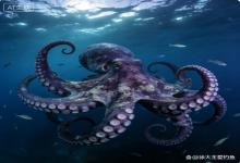 震撼！34斤巨型章鱼现身近海，老渔民直呼这辈子仅见，可遇不可求