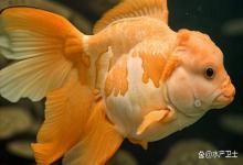 七彩神仙鱼眼睛蒙白怎么治疗？观赏鱼的蒙眼病该怎么治疗？速看