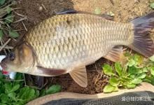 清明以后鱼情大变，和之前完全不一样！钓位、钓法不及时调整，再守一天也难上鱼
