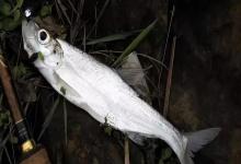 不接受反驳！夏初野钓翘嘴，这套手竿钓法直接封神