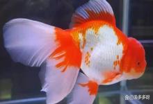 泰狮鱼身上有白毛怎么治疗？泰狮金鱼白毛病怎么治疗？鱼友告诉你