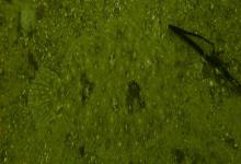 南海斑鲆是什么鱼？