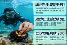 潜水员打捞海胆必做动作：掰开几个喂小鱼，不是好心，是保命技巧